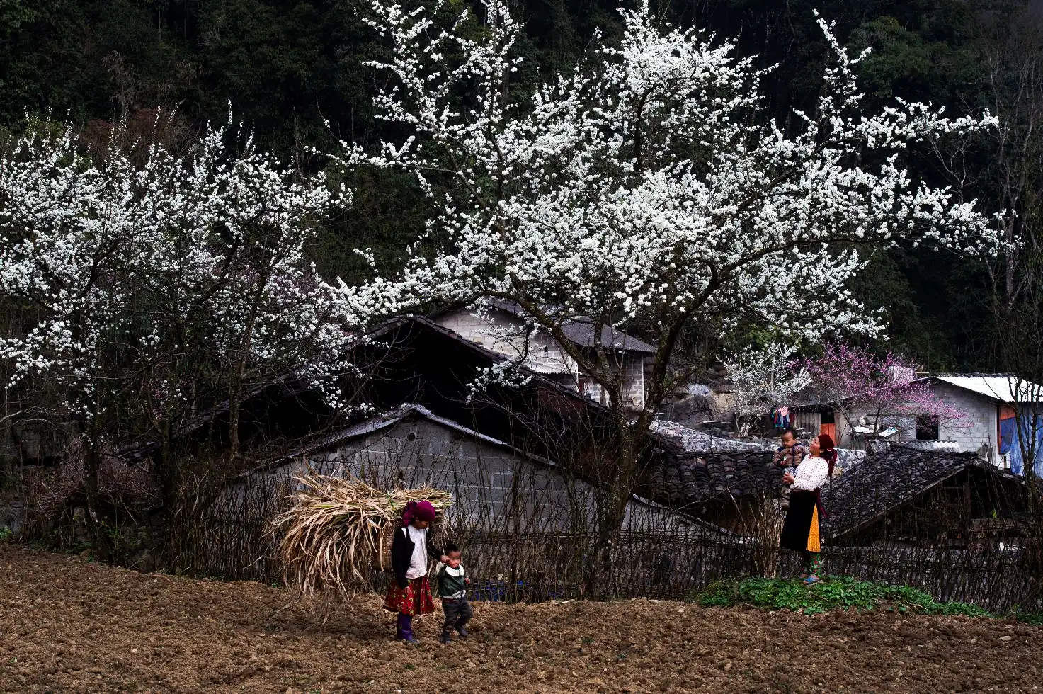 Một góc nhìn của người xưa về năm Bính Ngọ 2026 - 2